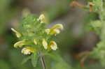 Lousewort